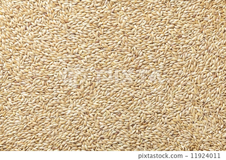 Canary seed Canary seed 11924011