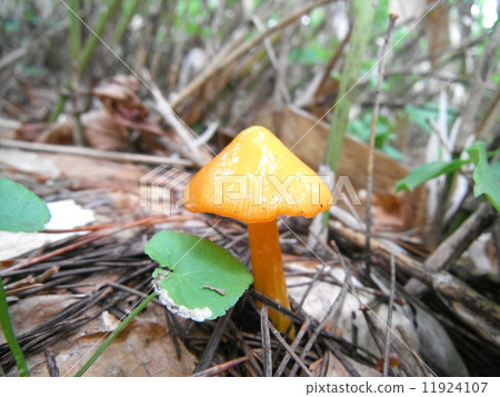 Akayamadake Akayamadake 11924107