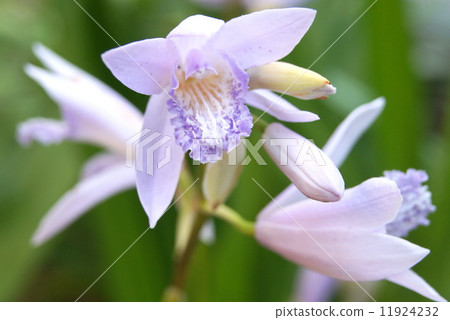 不尋常的矽烷（淺紫色） 11924232