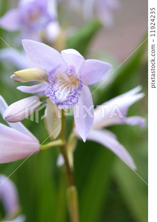 不尋常的矽烷（淺紫色） 11924235