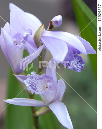 不尋常的矽烷（淺紫色） 11924237