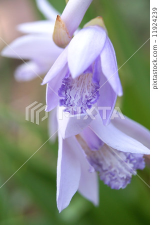 不尋常的矽烷（淺紫色） 11924239