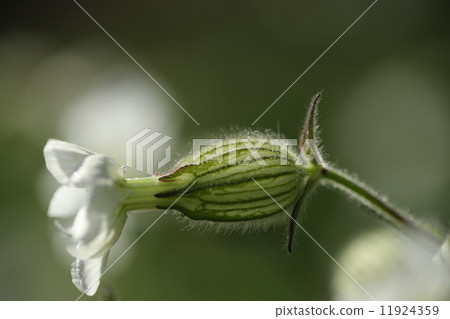 鮮花和光 11924359