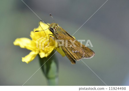 Ichimon dieselis 11924498