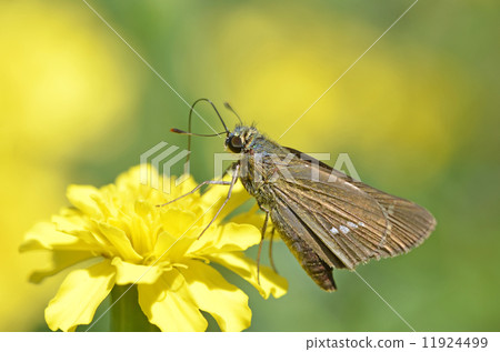 Ichimon dieselis 11924499