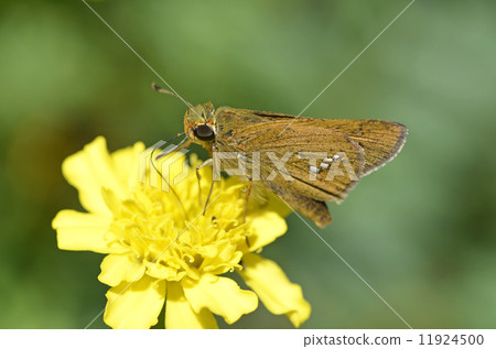 Ichimon dieselis 11924500