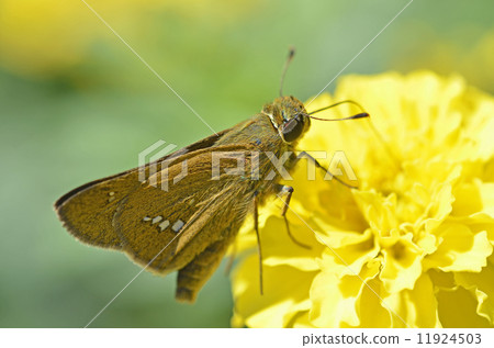 Ichimon dieselis 11924503