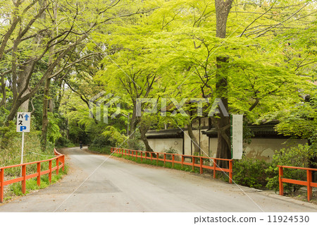 boulevard near Shimogamo Shrine 11924530