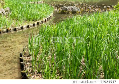 The green grass gardening and stone in the pond. 11924547