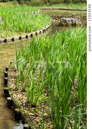 The green grass gardening and stone in the pond. 11924548