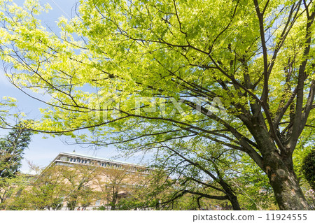 Emerald green cherry trees Emerald green cherry trees 11924555