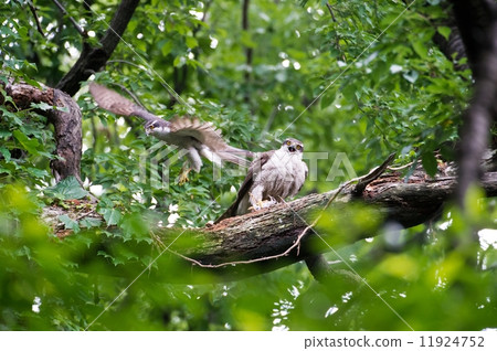 To hunt after feeding To hunt after feeding 11924752