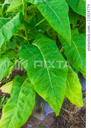 Tobacco leaves 11924774