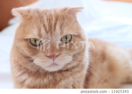 Cat's face up Cat's face up 11925343
