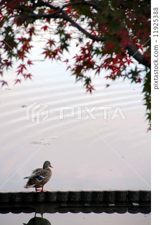 Ryoanji temple 11925388
