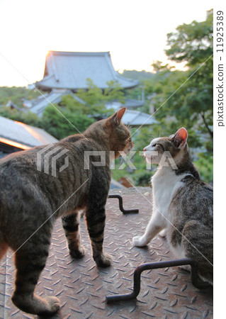 Way of philosophy · couple cat 11925389