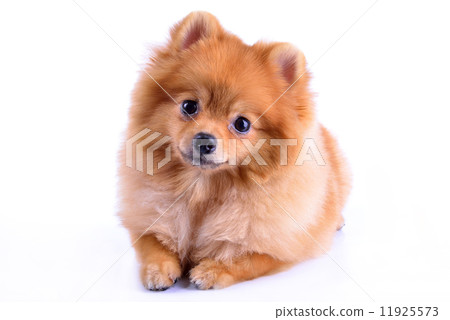 pomeranian dog isolated on white background 11925573