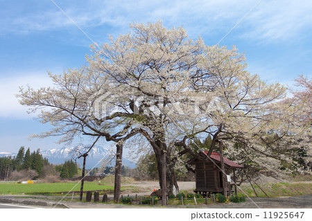 估計樹齡800年燦爛的樹枝的Hiroki櫻花 11925647