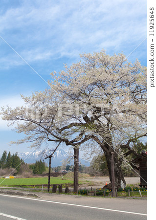 估計樹齡800年燦爛的樹枝的Hiroki櫻花 估計樹齡800年燦爛的樹枝的Hiroki櫻花 11925648