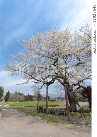 估計樹齡800年燦爛的樹枝的Hiroki櫻花 11925649