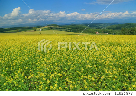 Rape blossoms Rape blossoms 11925878