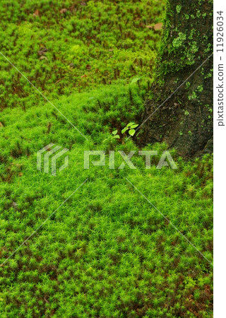Green Mossy Garden 11926034