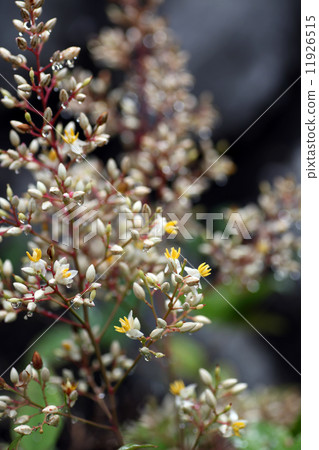 Nanten flowers 11926515