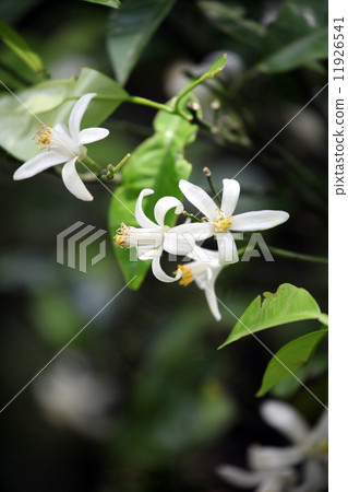 Tachibana花 Tachibana花 11926541