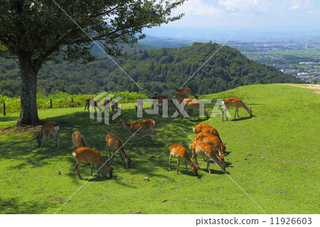 Deer of Mt. Wakakusa Deer of Mt. Wakakusa 11926603