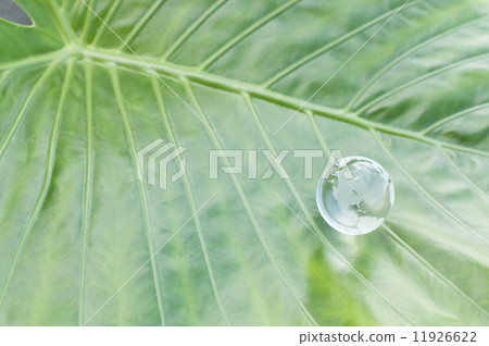 The globe and big leaves 11926622