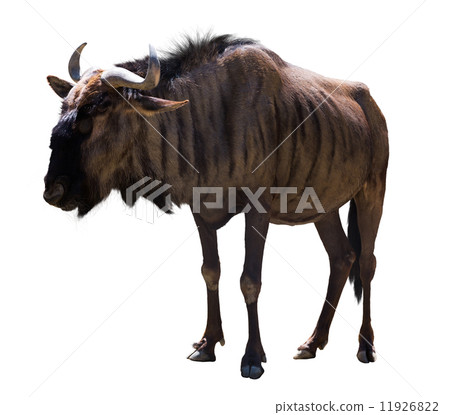 Blue wildebeest 11926822