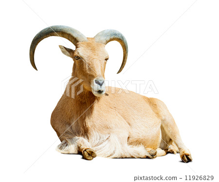 Barbary sheep over white  with shade 11926829