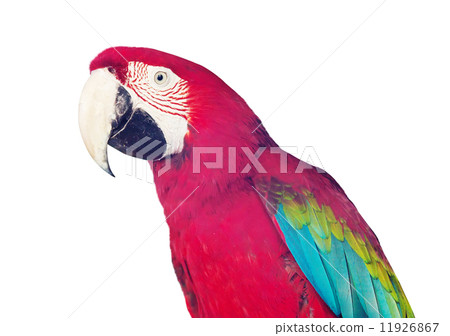 Portrait of  Ara chloropterus over white 11926867