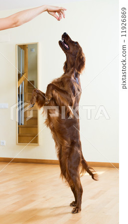 Red  Setter jumping   at  room 11926869