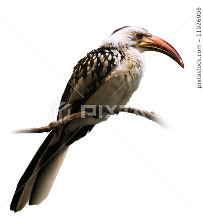 hornbill over white hornbill over white 11926908