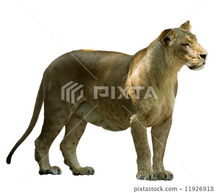African female lion 11926918