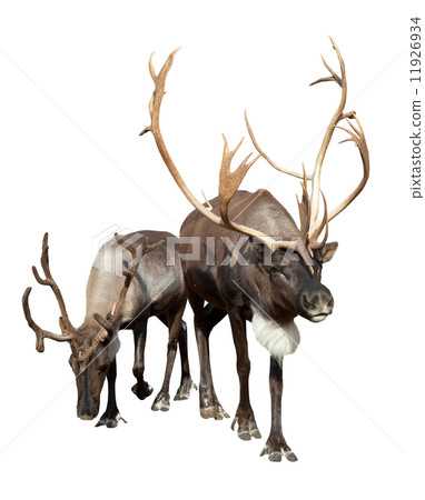 Two Reindeer 11926934