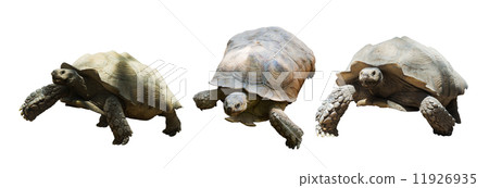 Set of African spurred tortoises 11926935