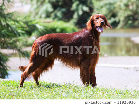 Irish Setter 11926936