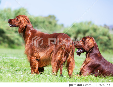 Two Red Irish Setters Two Red Irish Setters 11926963
