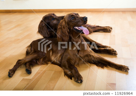 Two Irish Setters on parquet floor Two Irish Setters on parquet floor 11926964