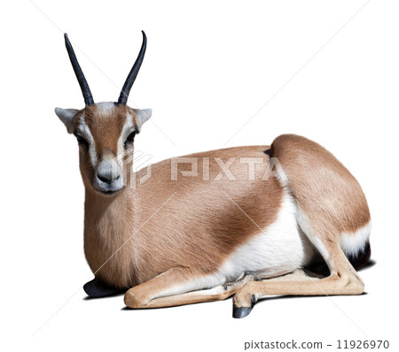 adult dorcas gazelle.  Isolated over white 11926970
