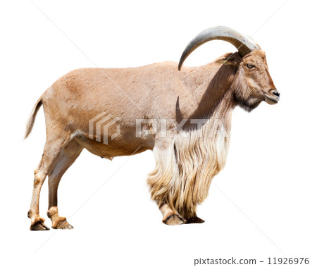 Standing barbary sheep 11926976