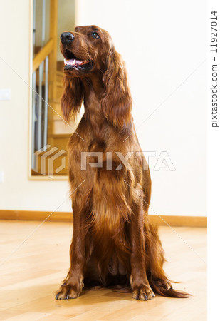 Red  Setter  at home 11927014