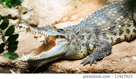 Siamese freshwater crocodile 11927025