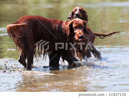 Two Red Irish Setters standing in water 11927138