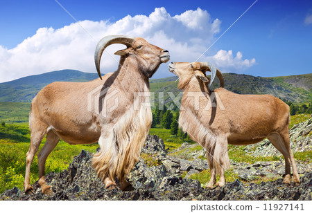 Standing couple of barbary sheeps  in wildness 11927141