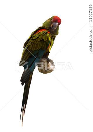 Red-fronted macaw 11927156