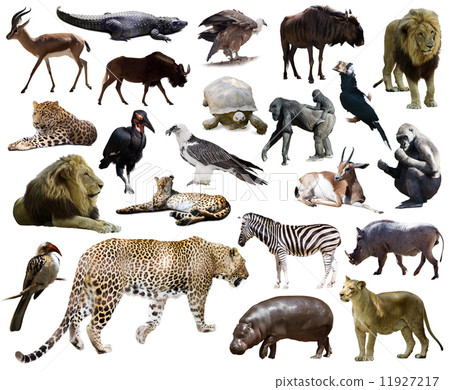 Set of  leopard and other African animals. 11927217