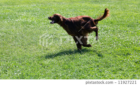 Irish Setter running on grass Irish Setter running on grass 11927221